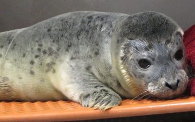 PHOTOS: Police Rescue Baby Seal Trapped on Long Island Roadway