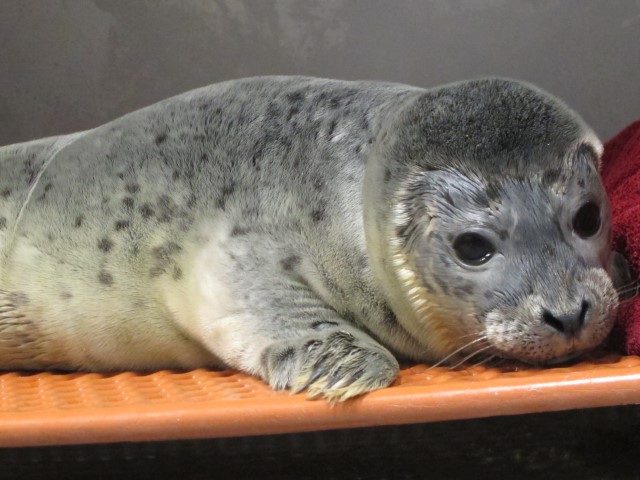 PHOTOS: Police Rescue Baby Seal Trapped on Long Island Roadway