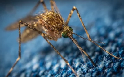 US Health Officials Warn for the Rise of Mosquito-Borne Viruses Including West Nile and Jamestown Canyon virus